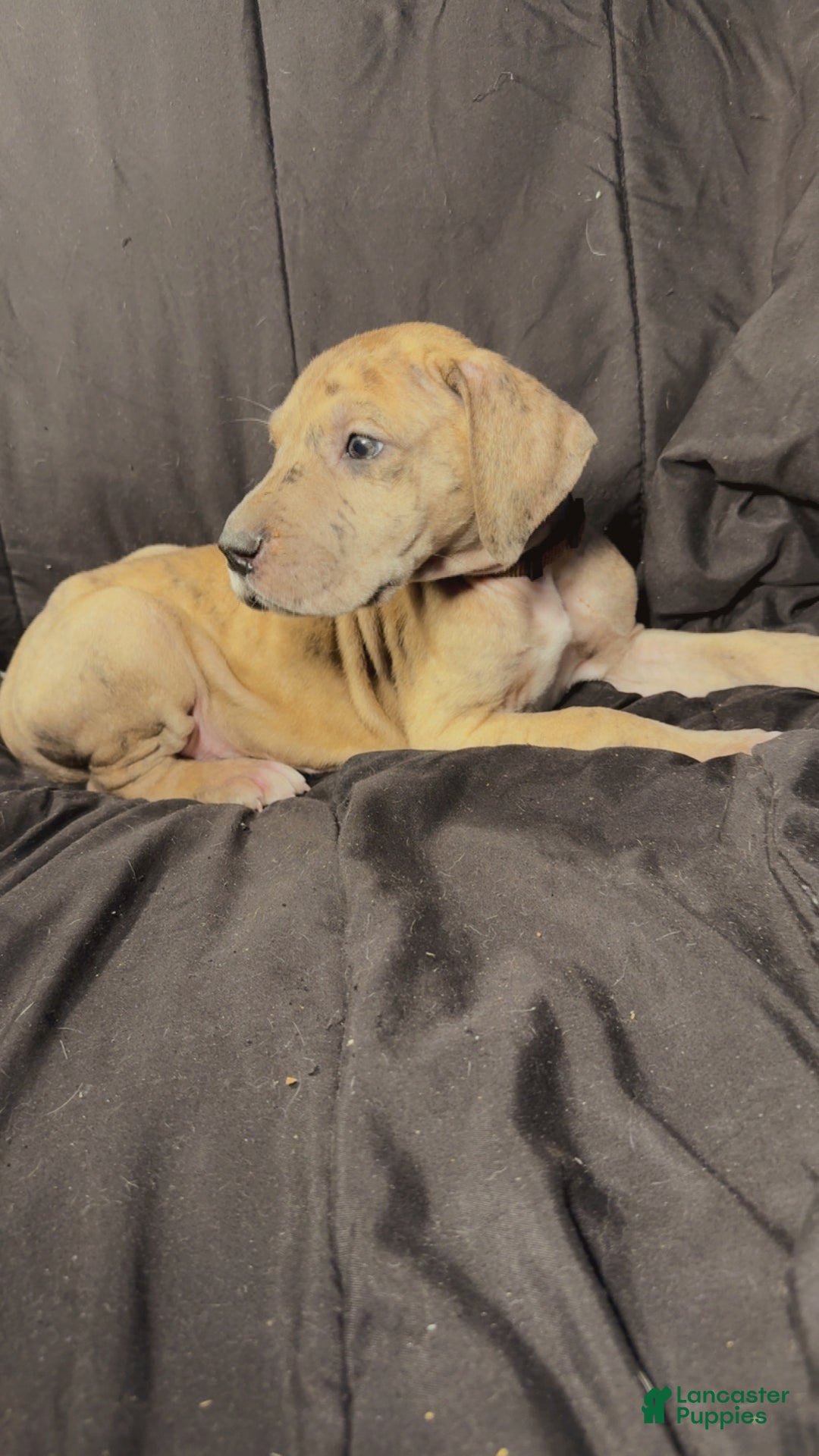Great Dane dogs for sale: Latte  - Ad 7