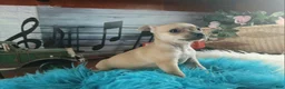 Chihuahua dogs for sale: Haleys fawn boy - Ad 5
