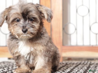 Yorkiepoo dogs - Ad 10