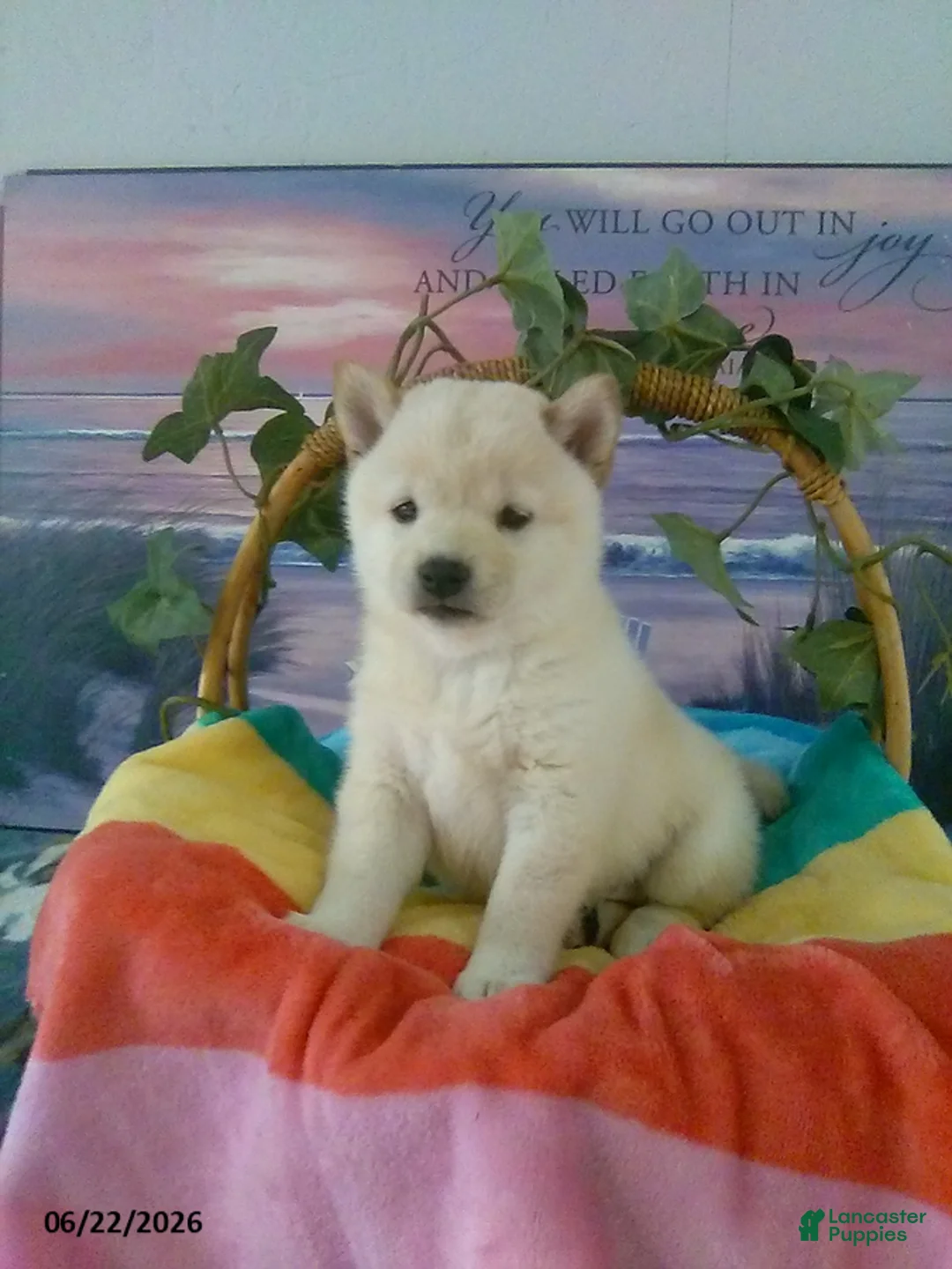Shiba Inu dogs for sale: Lilac - Ad 2