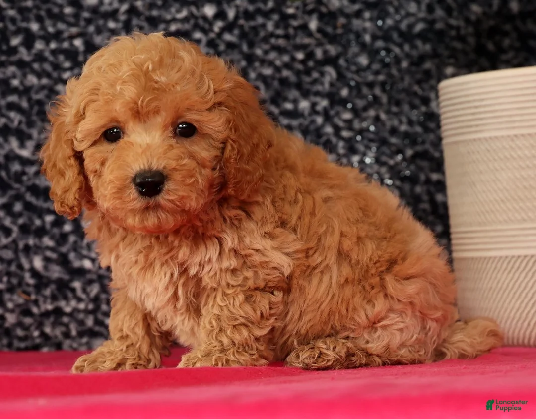 Bichpoo dogs for sale: Frisky - Ad 5