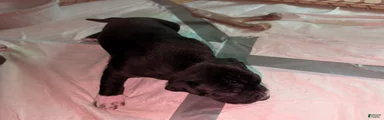 Shadow