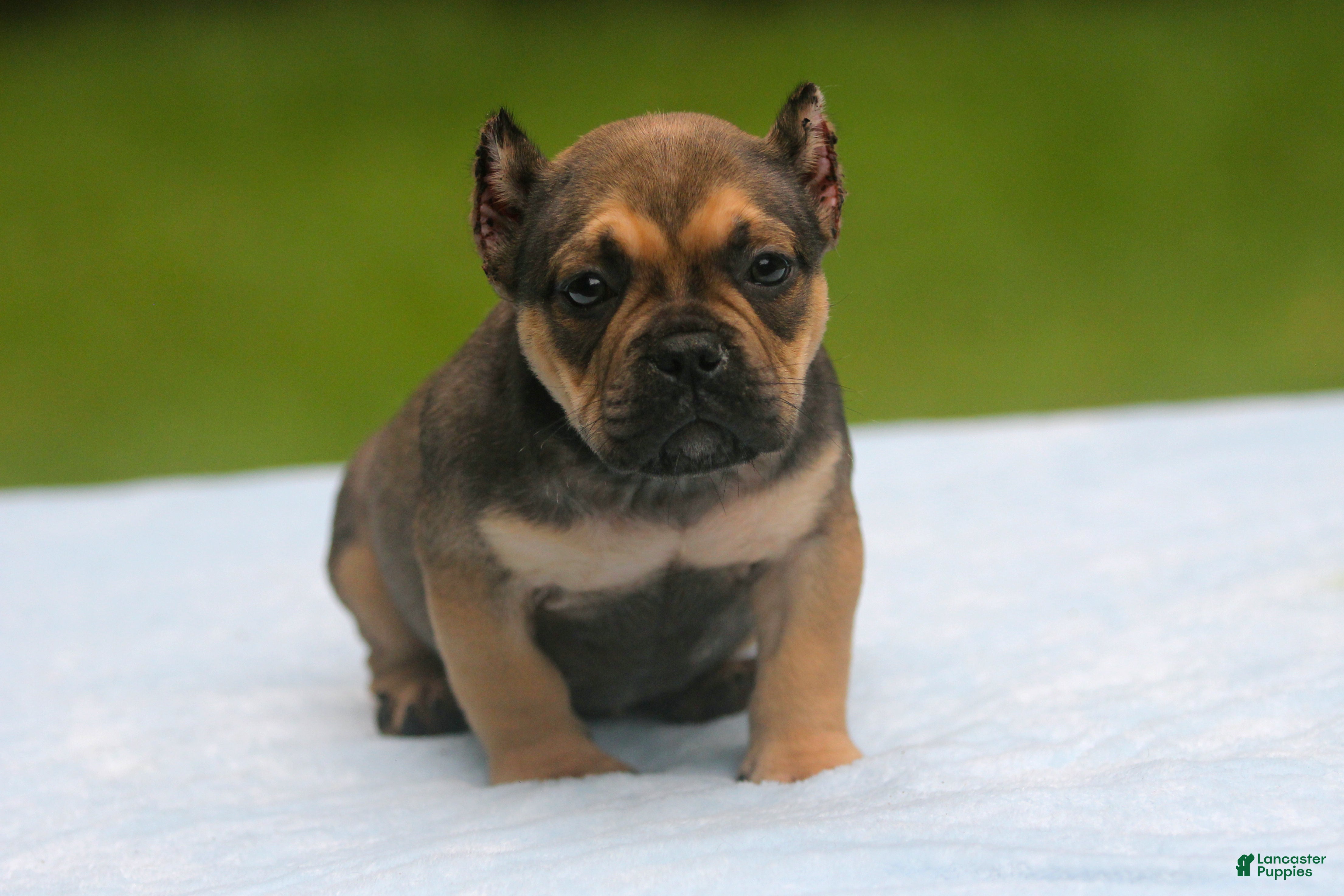 American Bully dogs Sable Male - Ad 2