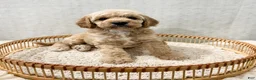 Cavapoo dogs for sale: Sammi - Ad 9