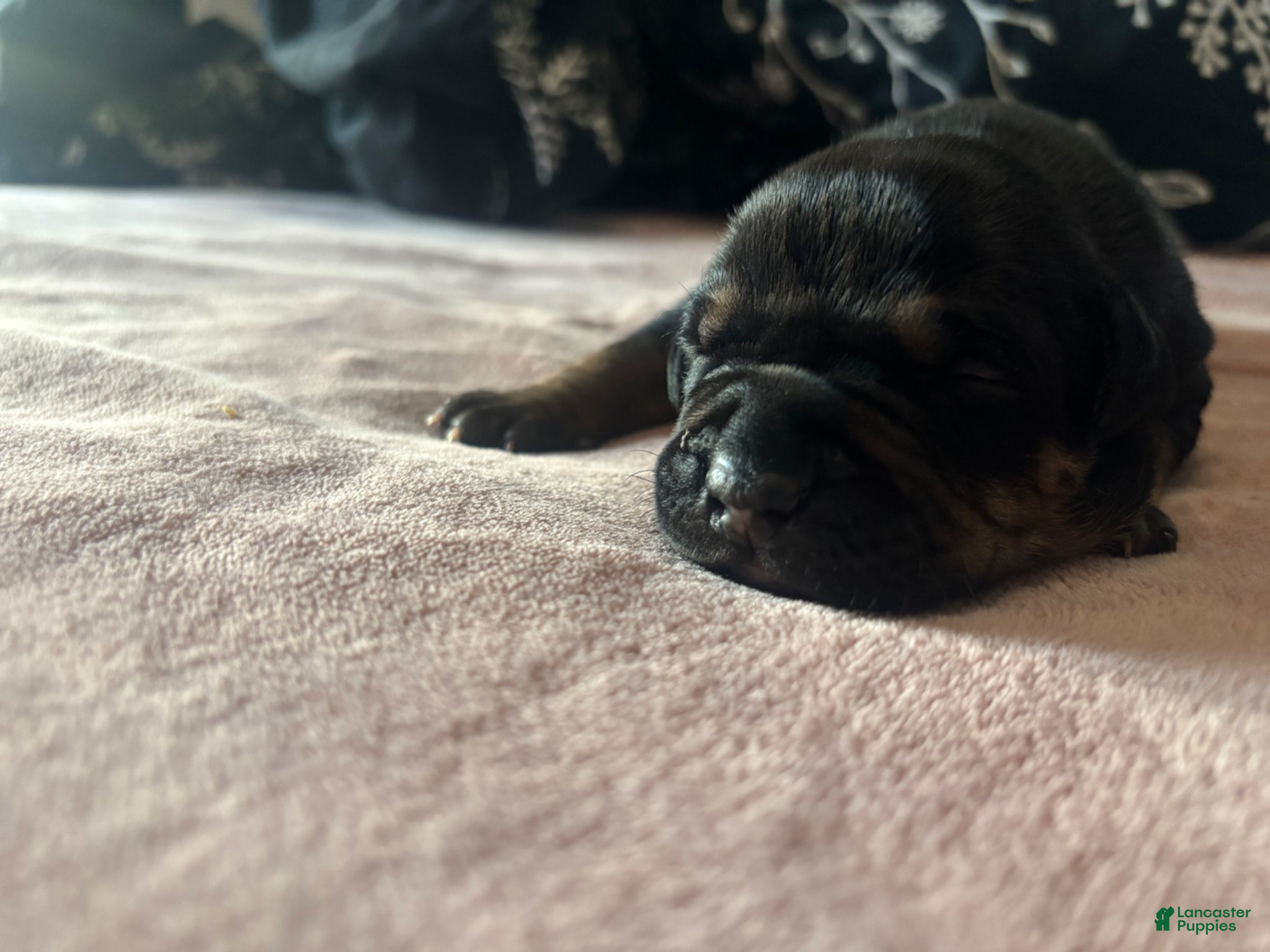 American Bully dogs Roxi - Ad 1