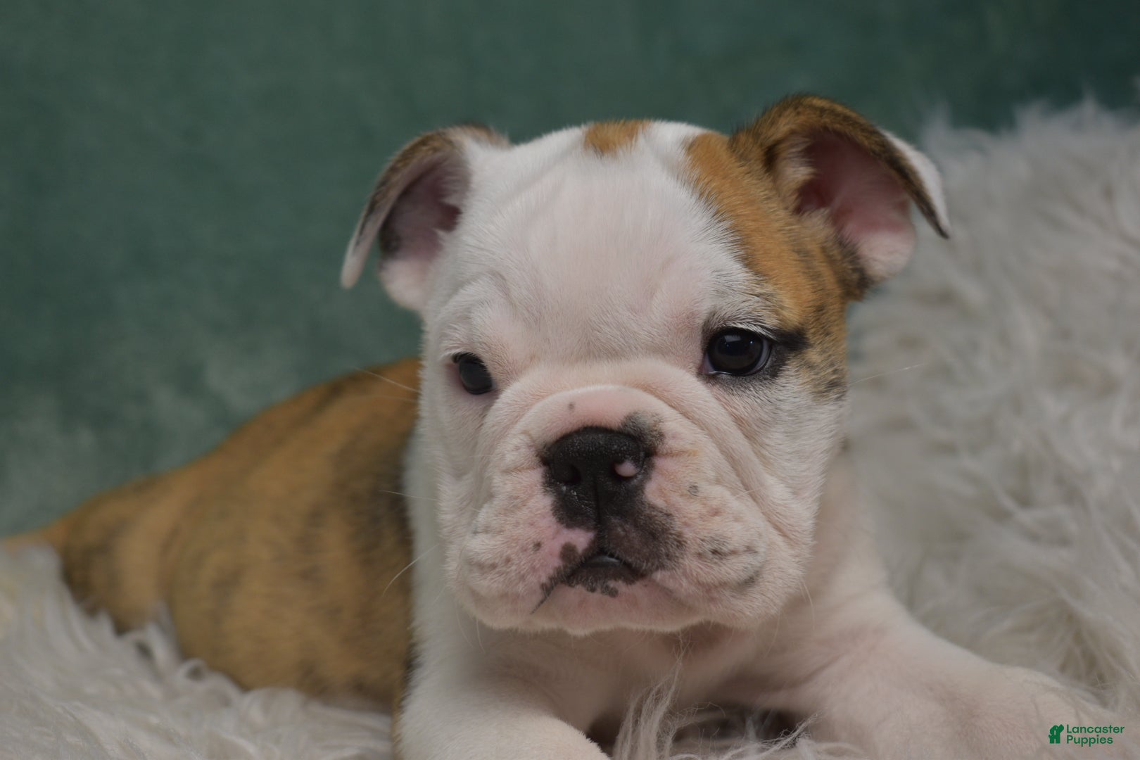 English Bulldog dogs Winnie  - Ad 1