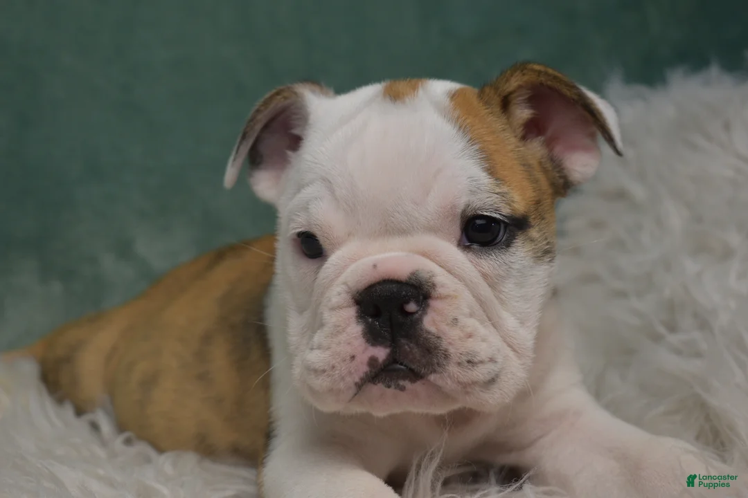 English Bulldog dogs for sale: Winnie  - Ad 1