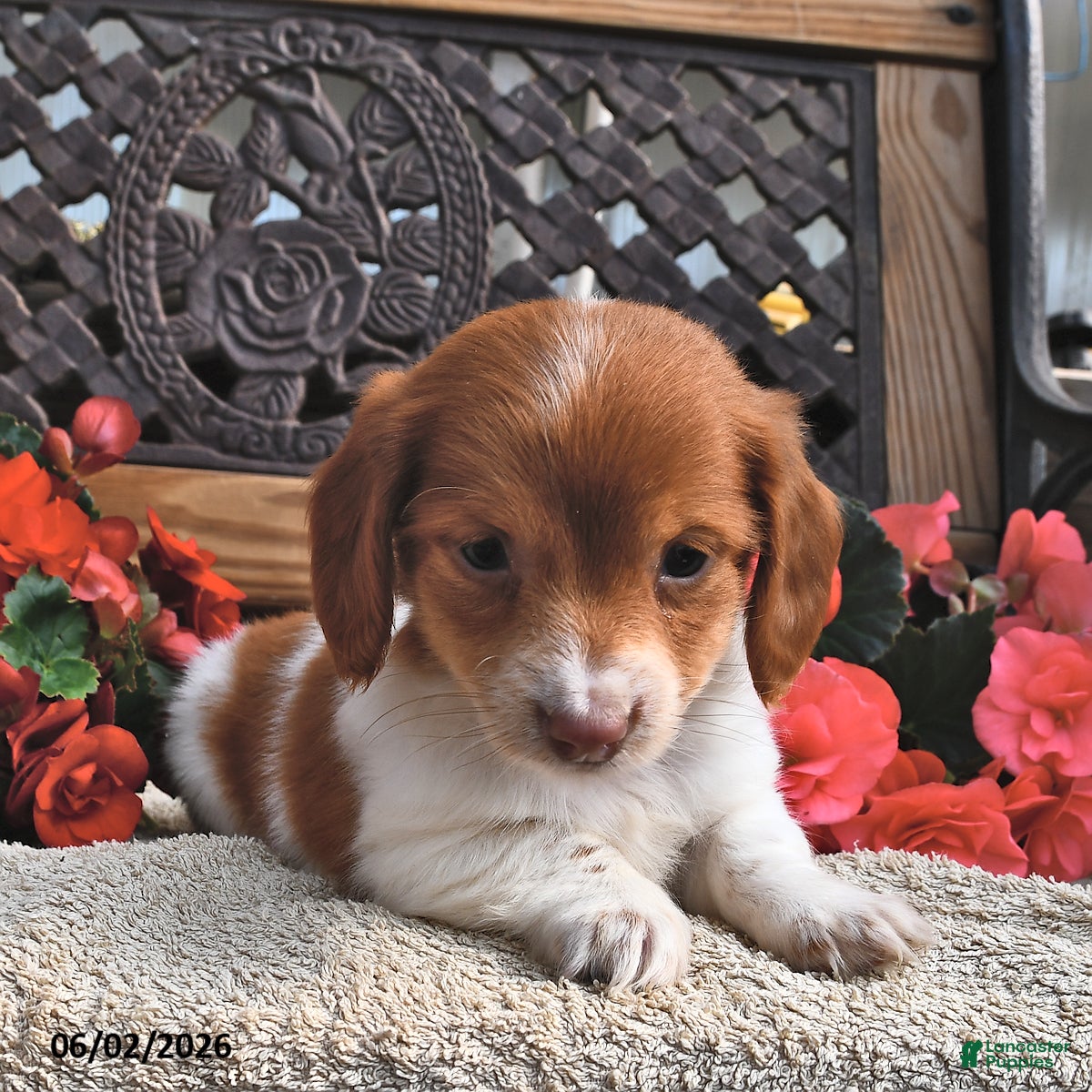 Miniature Dachshund dogs for sale: Bonny  - Ad 3