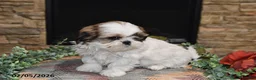 Shih Tzu dogs for sale: Tinker - Ad 4