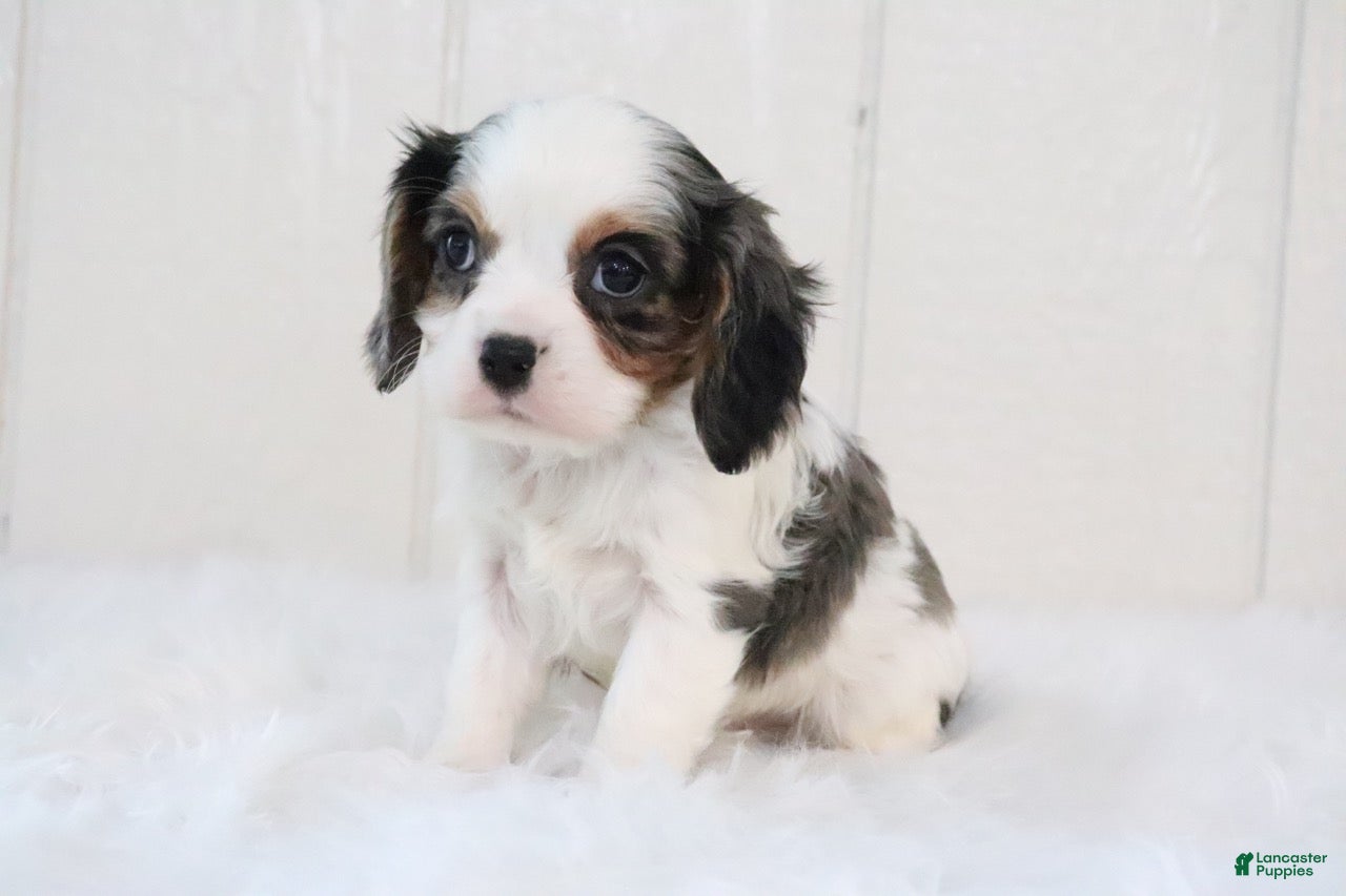 Cavalier King Charles Spaniel dogs Rosco - Ad 35