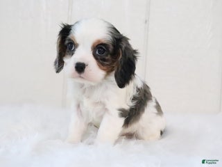 Cavalier King Charles Spaniel dogs Rosco - Ad 10