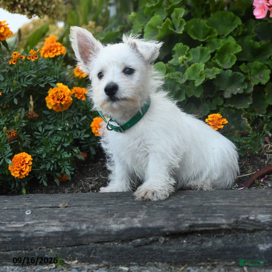 West Highland Terrier dogs Daphne - Ad 2