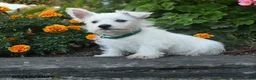 West Highland Terrier dogs for sale: Daphne - Ad 2