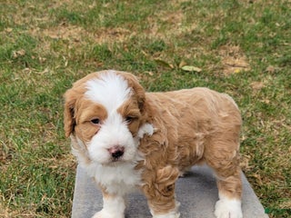 Mini Bernedoodle dogs - Ad 31