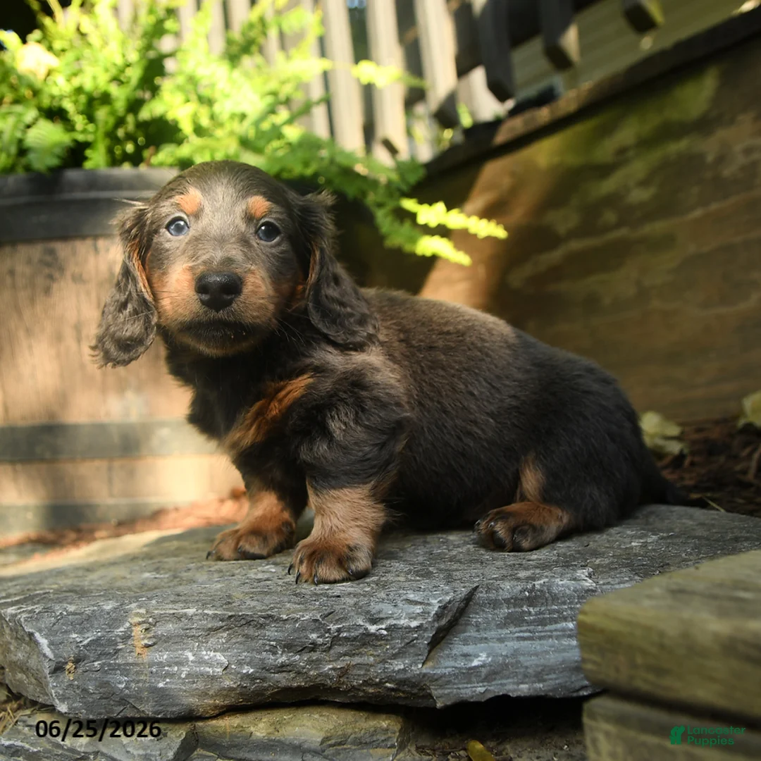Miniature Dachshund dogs for sale: Pepper - Ad 2