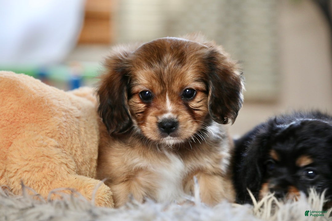 Mixed Breed dogs for sale: Cavalon Sparkle - Ad 4