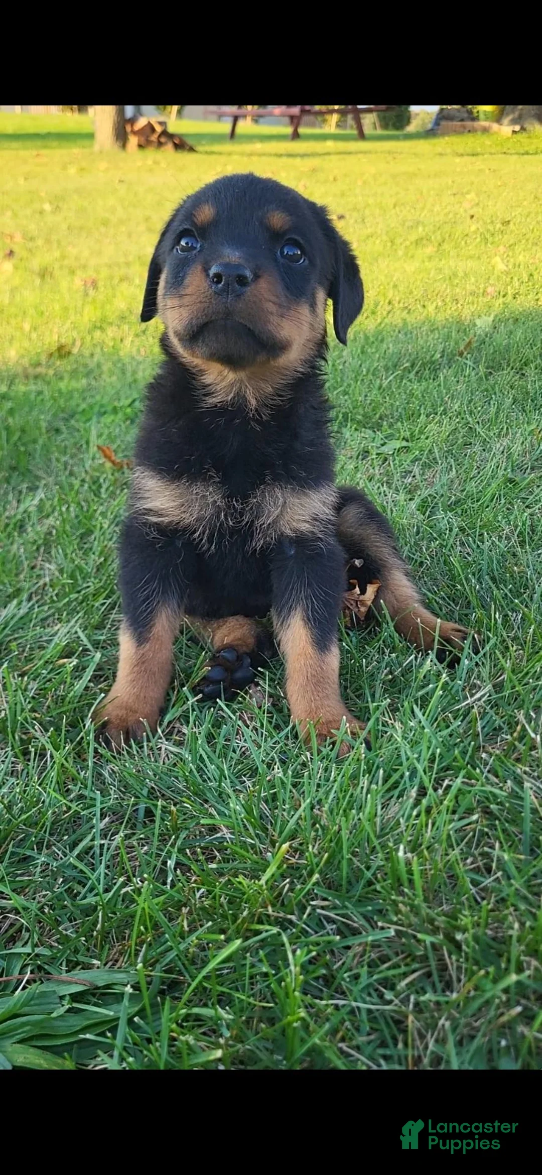 Rottweiler dogs for sale: Noel  - Ad 2