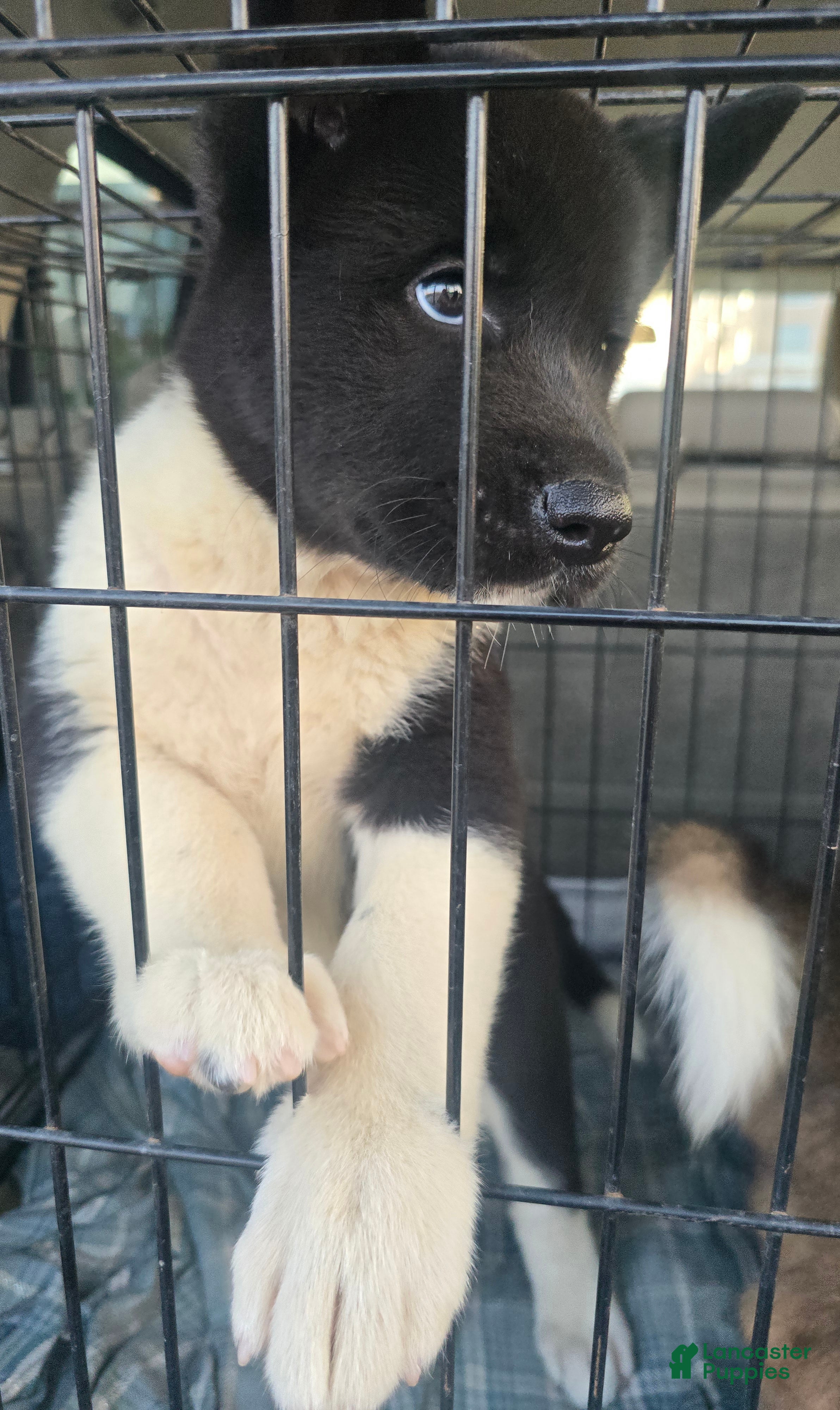 Akita dogs Bella  - Ad 2