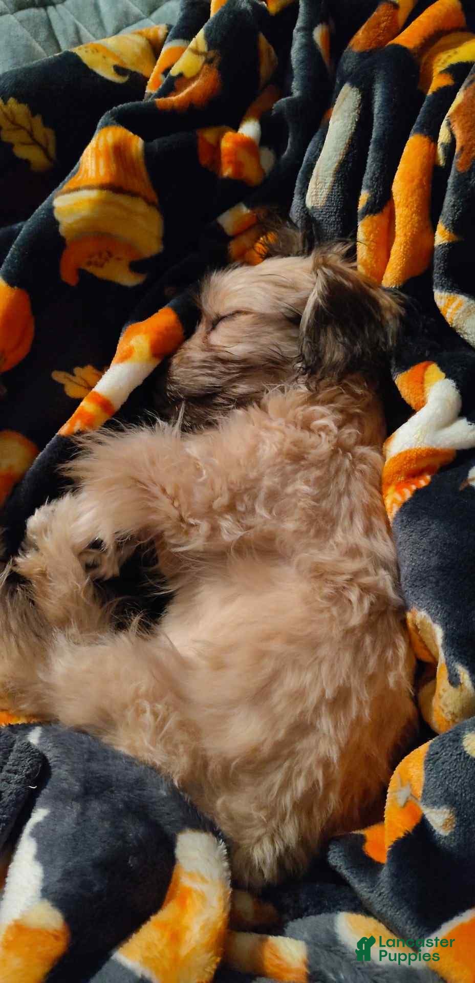 Bichon Frise dogs Princess  - Ad 9