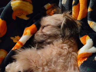 Bichon Frise dogs Princess - Ad 20