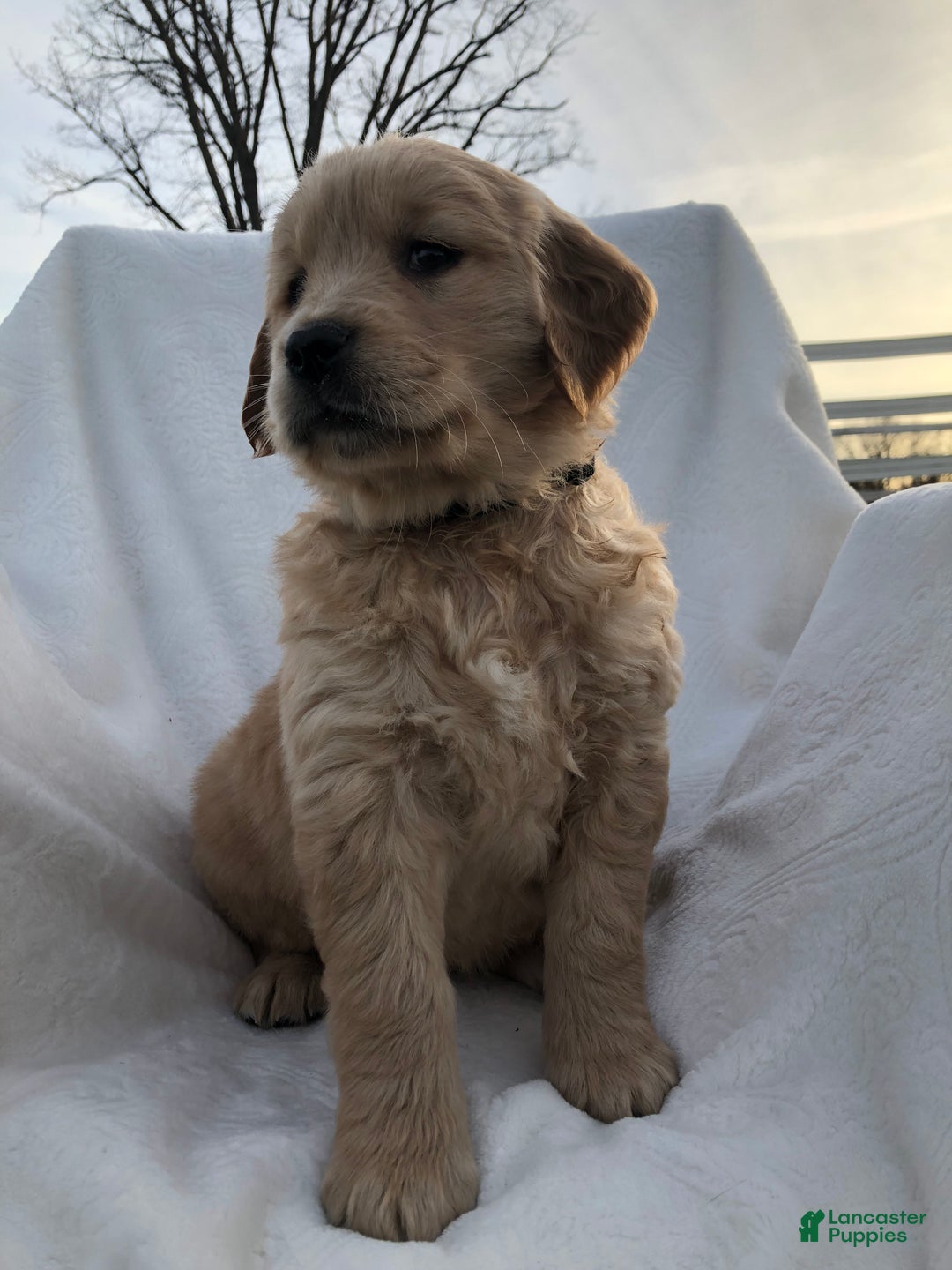 Golden Retriever dogs for sale: Raya - Ad 1