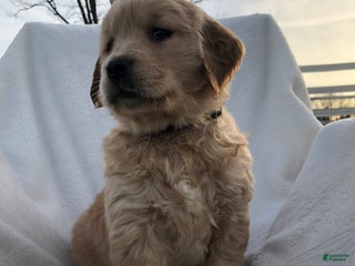 Golden Retriever dogs Raya - Ad 37