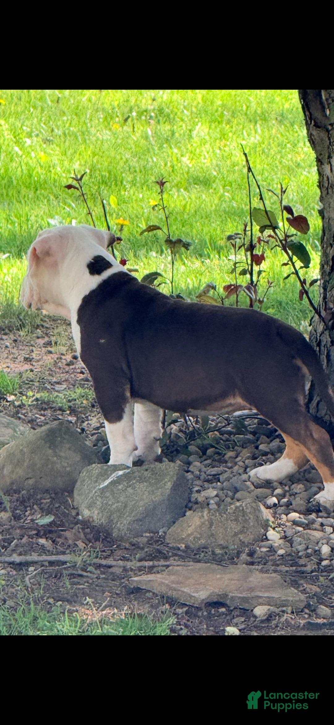American Bulldog dogs for sale: American Bulldog 2 - Ad 2