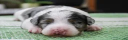 Mini Bernedoodle dogs for sale: Tilly - Ad 3