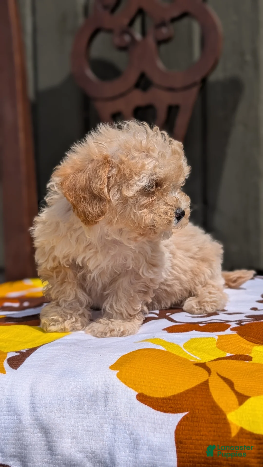 Miniature Poodle dogs for sale: Cody - Ad 2
