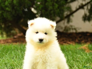 Samoyed dogs - Ad 4
