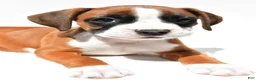 Boxer dogs for sale: Stella - Ad 4