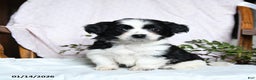 Mixed Breed dogs for sale: Oreo - Ad 3