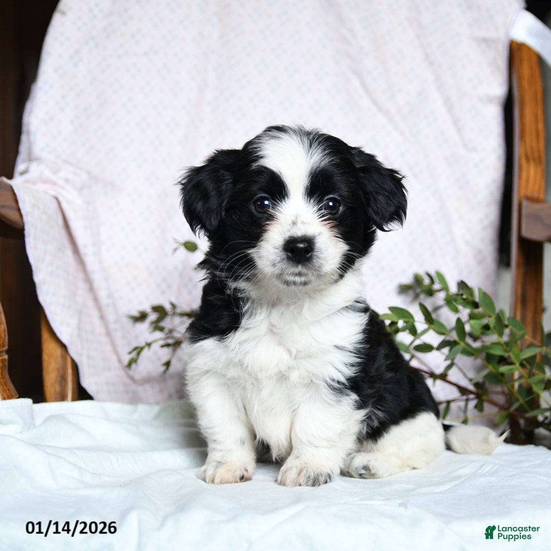 Mixed Breed dogs for sale: Oreo - Ad 3