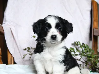 Mixed Breed dogs Oreo - Ad 19