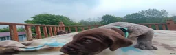 German Shorthaired Pointer dogs for sale: German Shorthaired Pointer Remi - Ad 2