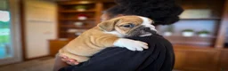 English Bulldog dogs for sale: Sarge - Ad 4