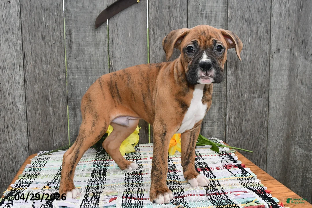 Boxer dogs for sale: Billy - Ad 2