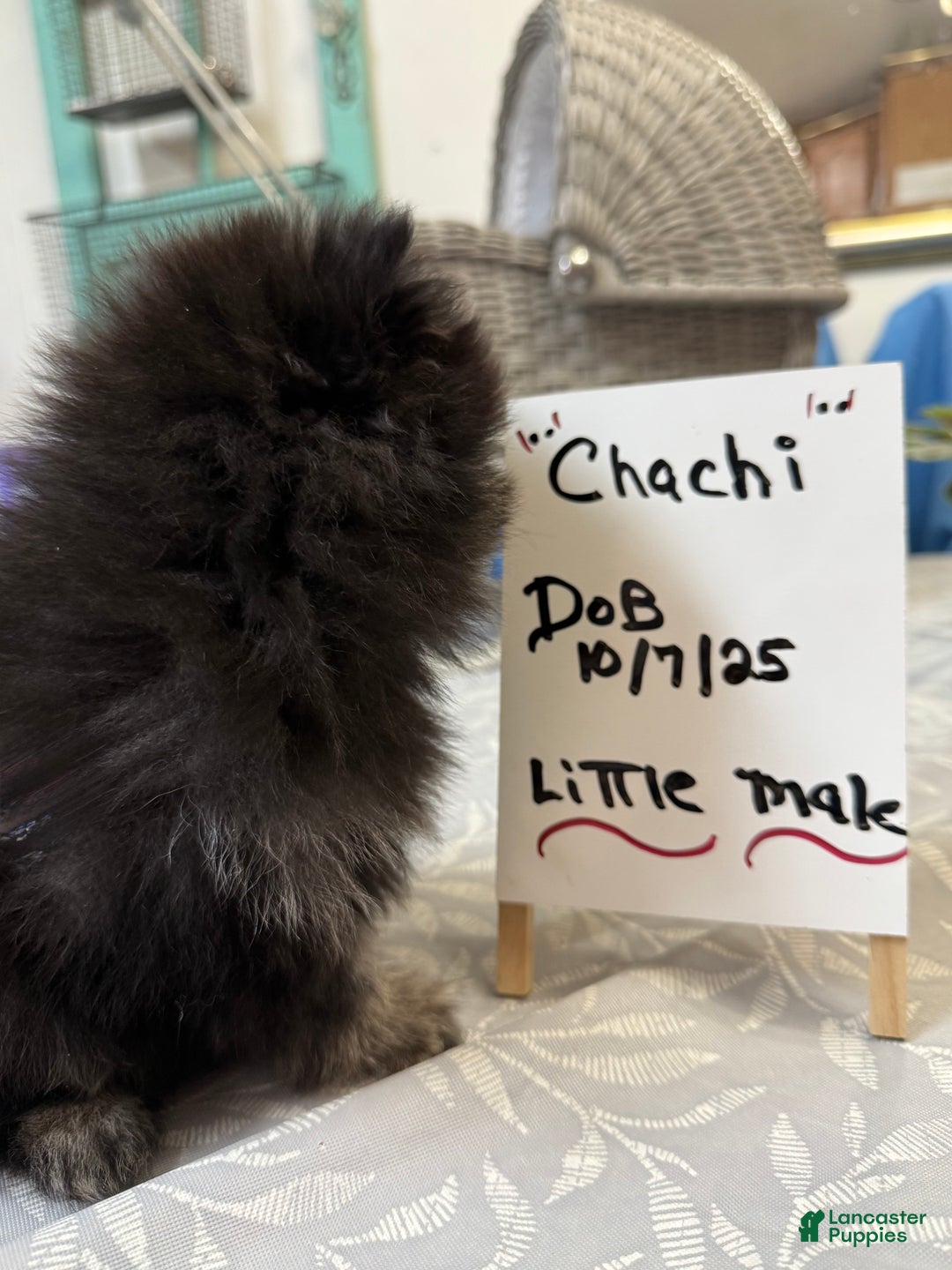 Pomeranian dogs for sale: CHACHI Pomeranian  - Ad 1