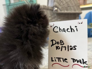 Pomeranian dogs CHACHI Pomeranian Puppy 2 - Ad 23