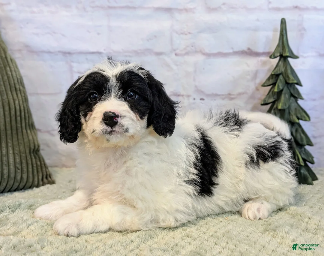 Mixed Breed dogs for sale: Ashton  - Ad 3