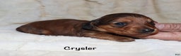 Miniature Dachshund dogs for sale: Chrysler  - Ad 1