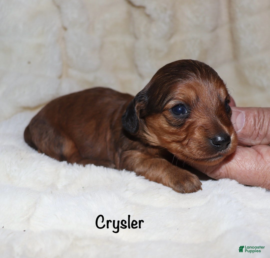 Miniature Dachshund dogs for sale: Chrysler  - Ad 1