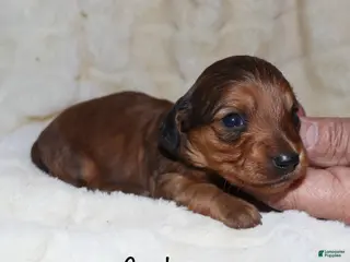 Miniature Dachshund dogs Chrysler - Ad 19
