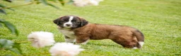 Saint Bernard dogs for sale: Wrenly - Ad 10