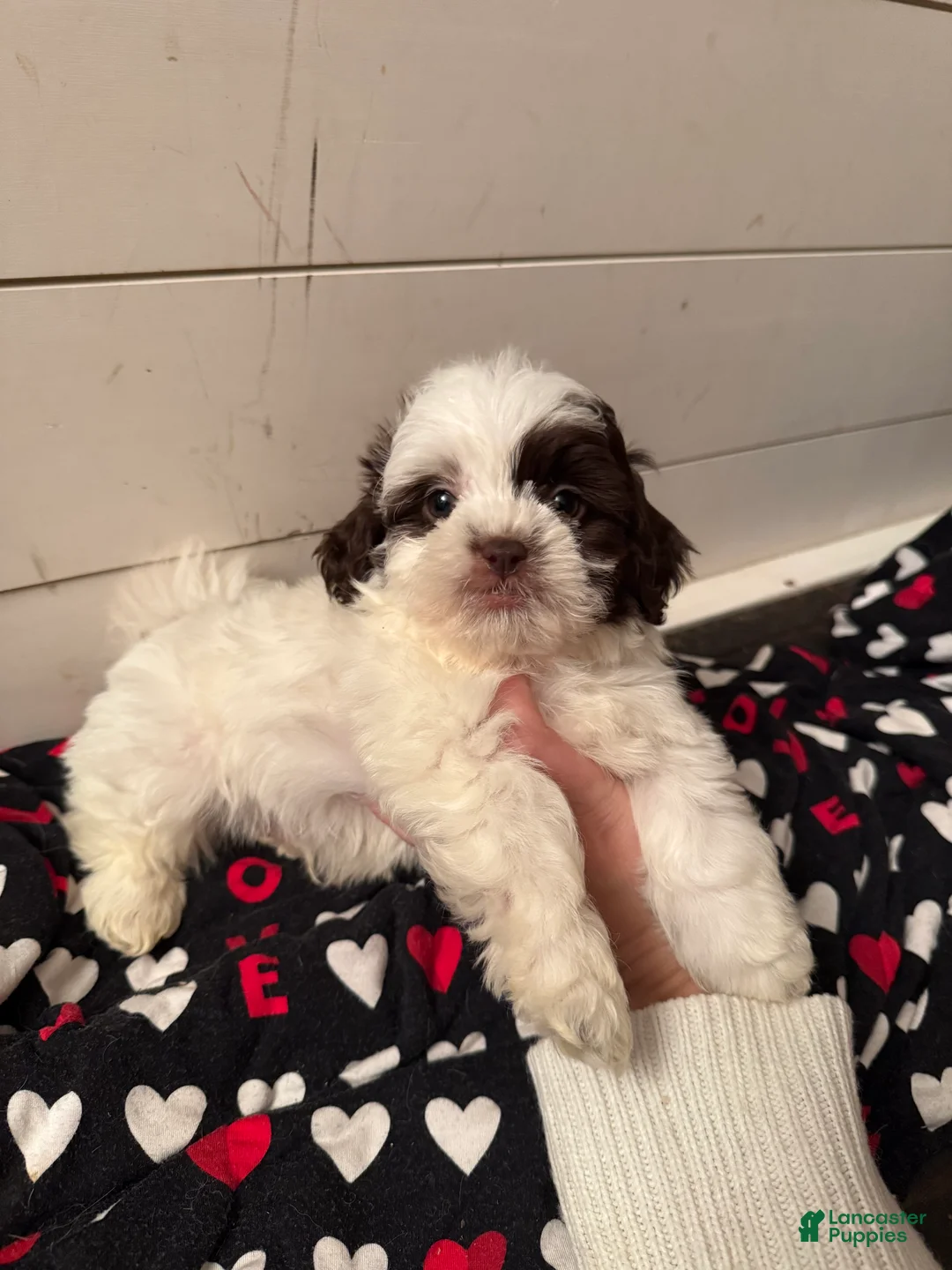 Shihpoo dogs for sale: Oliver  - Ad 22