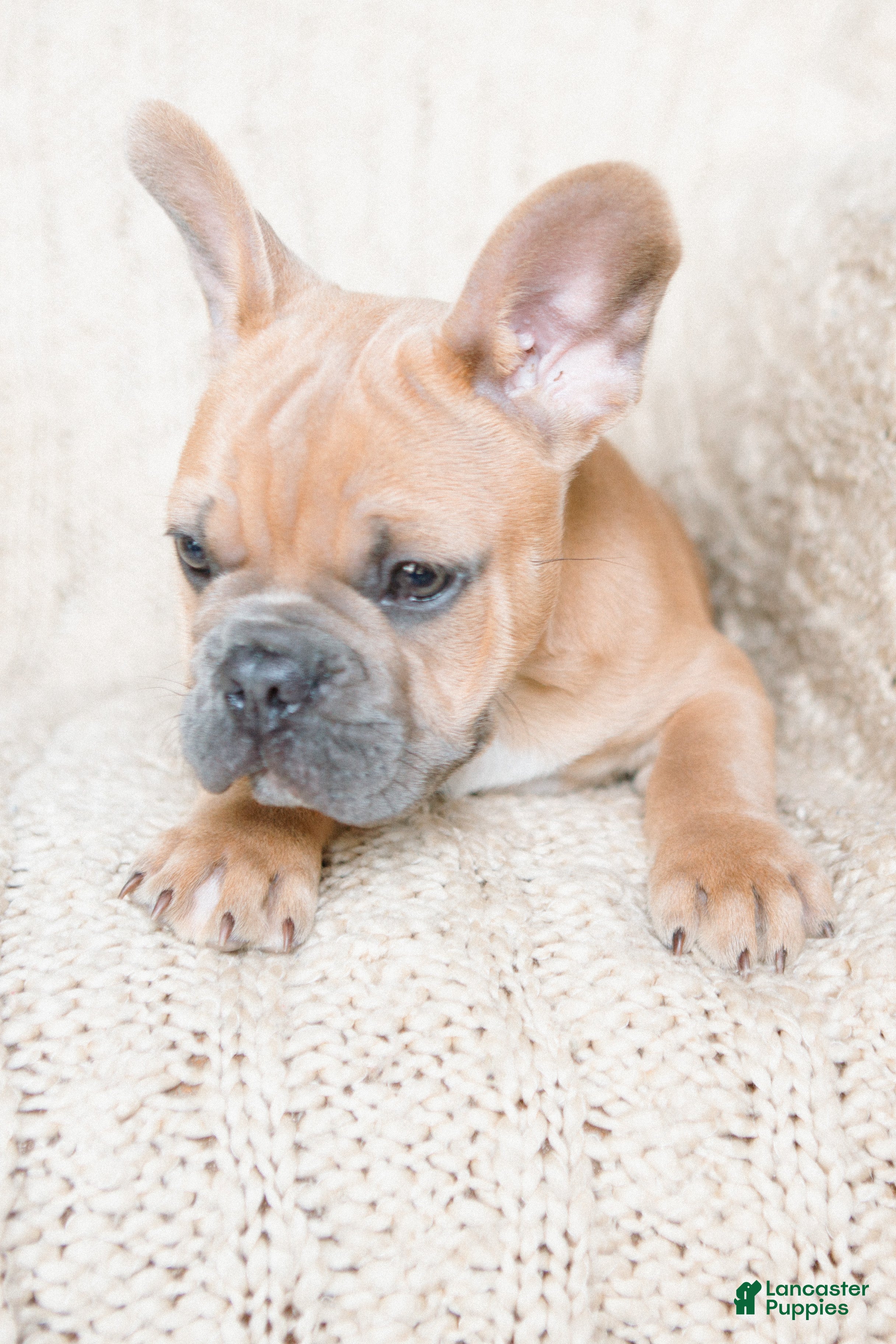 French Bulldog dogs Pauly AKC - Ad 2