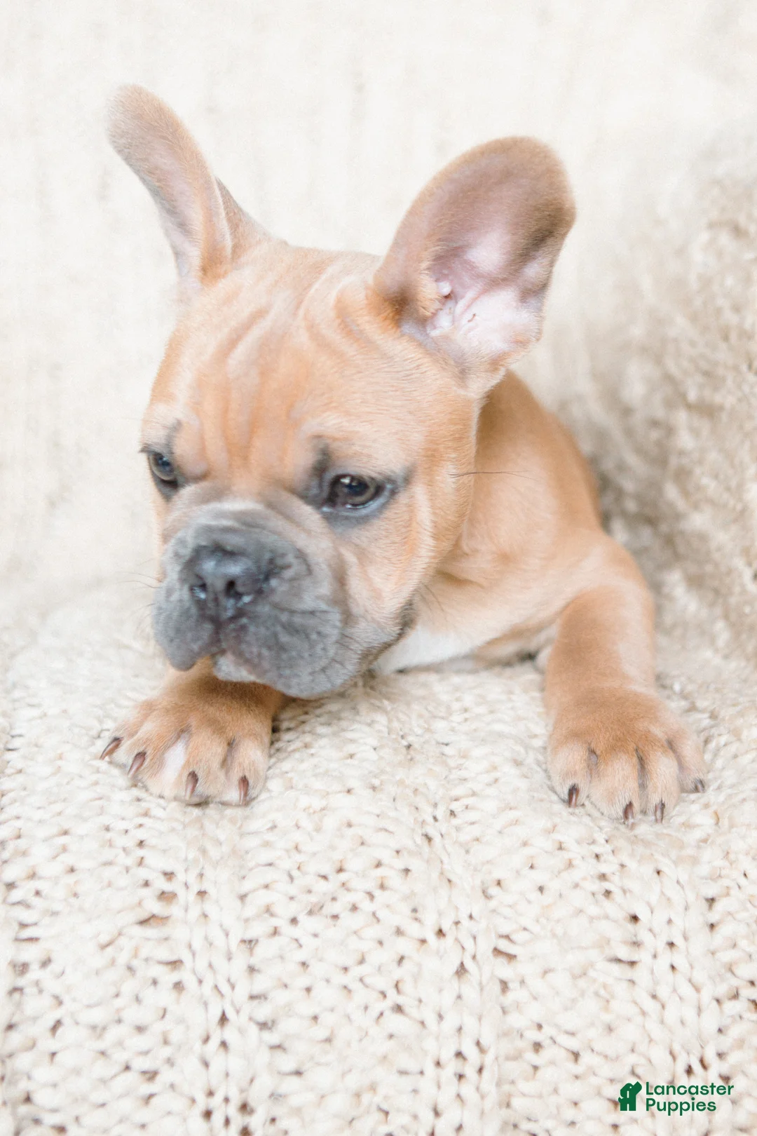 French Bulldog dogs for sale: Pauly AKC - Ad 2