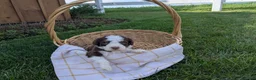 Bernedoodle dogs for sale: Max - Ad 2