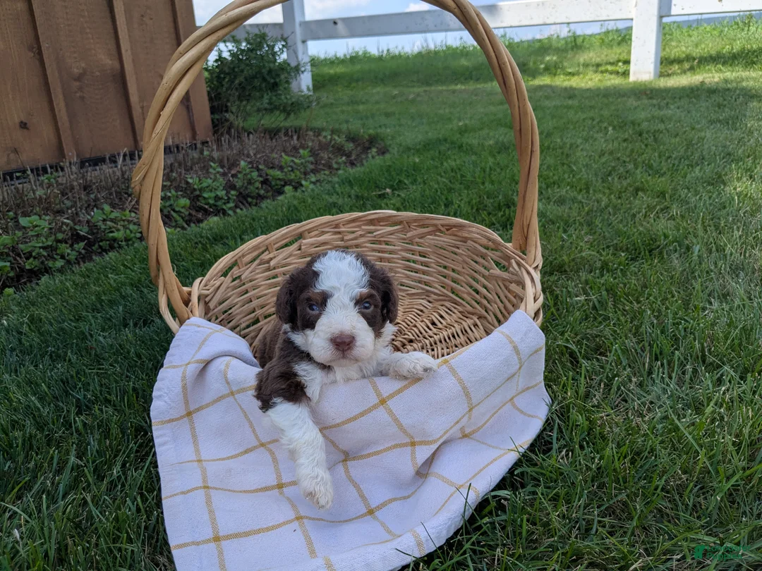 Bernedoodle dogs for sale: Max - Ad 2