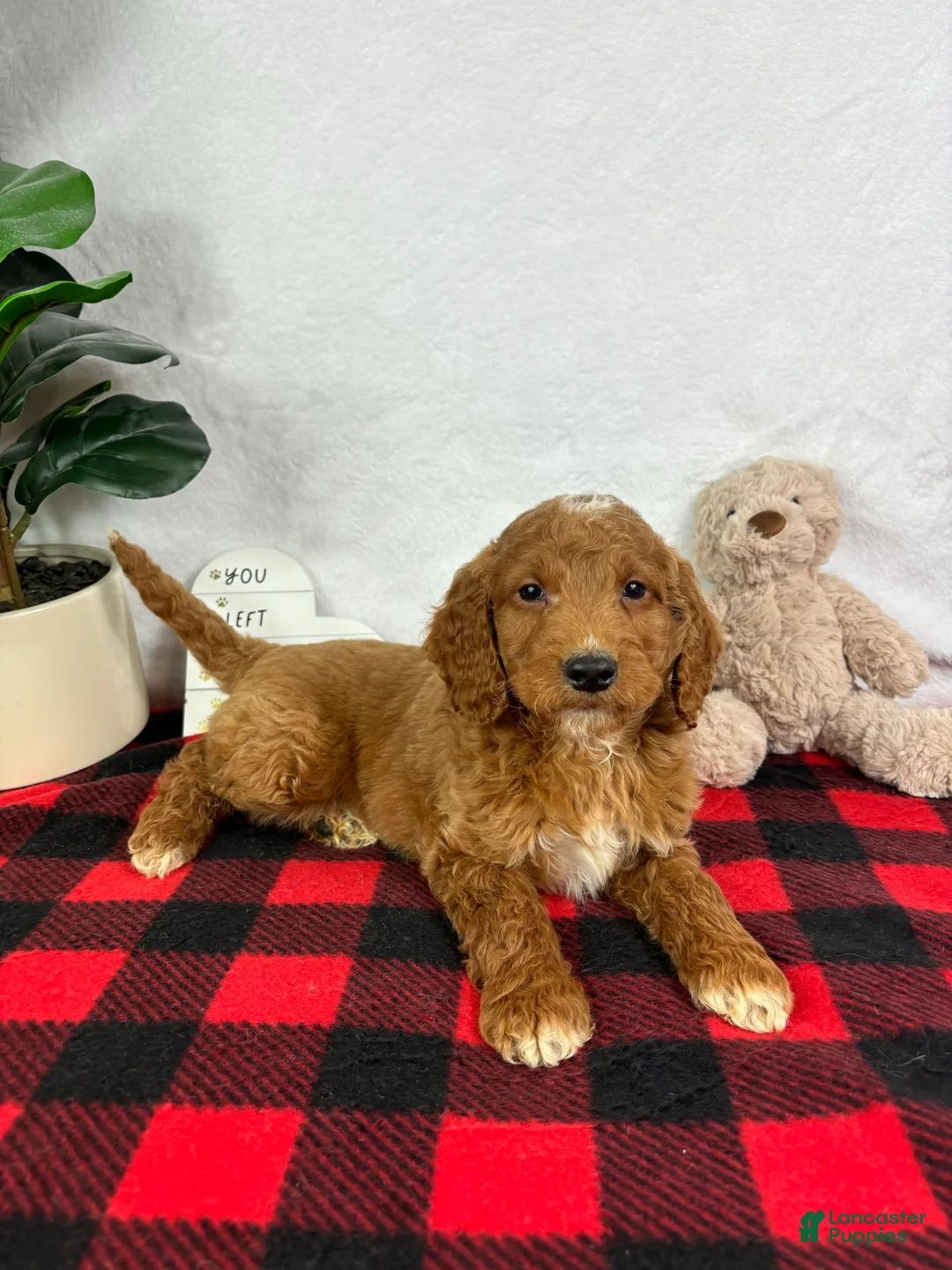 Mini Goldendoodle dogs for sale: Gage - Ad 4